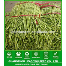 NBE06 Nanxiang 60 Tage, 40-55cm lang op Bohne Samen zum Verkauf